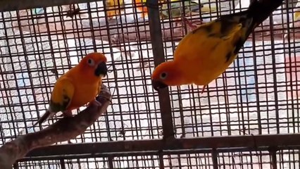 urdu hindi Amazing nests in the world