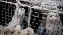Coronavirus: Denmark to exhume millions of mink from mass graves