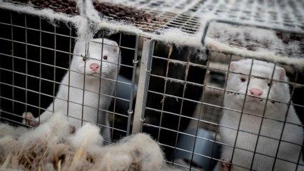 Télécharger la video: Coronavirus: Denmark to exhume millions of mink from mass graves