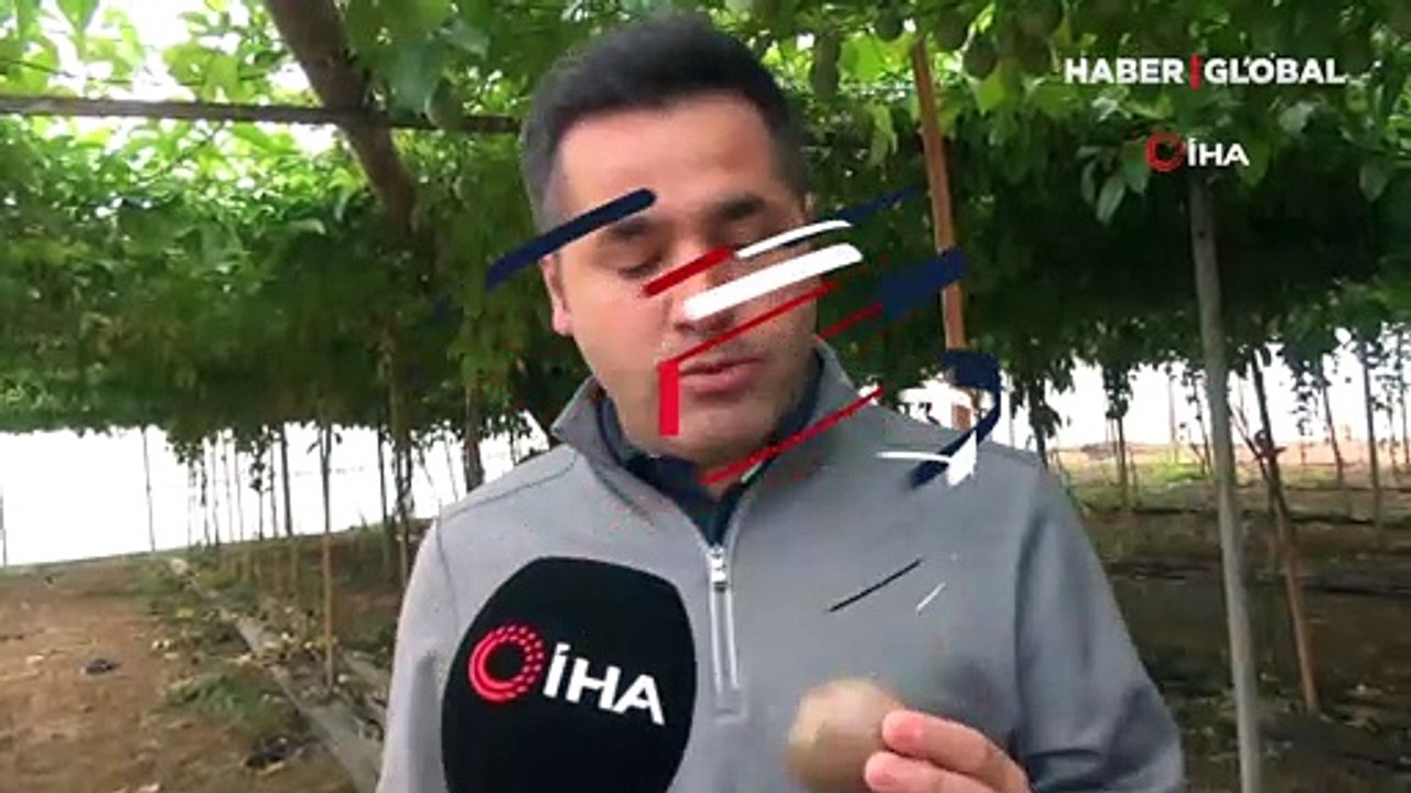 Aşk meyvesi olarak biliniyor, yiyen sinirlenmiyor! Üreticinin yeni geçim kaynağı oldu