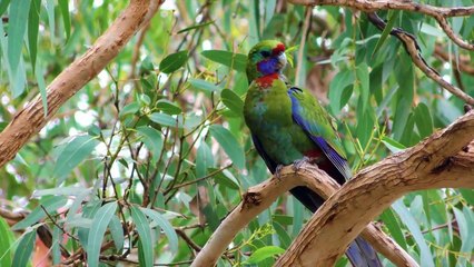 Wild Parrots Special Collection in 8K HDR 60FPS ULTRA HD