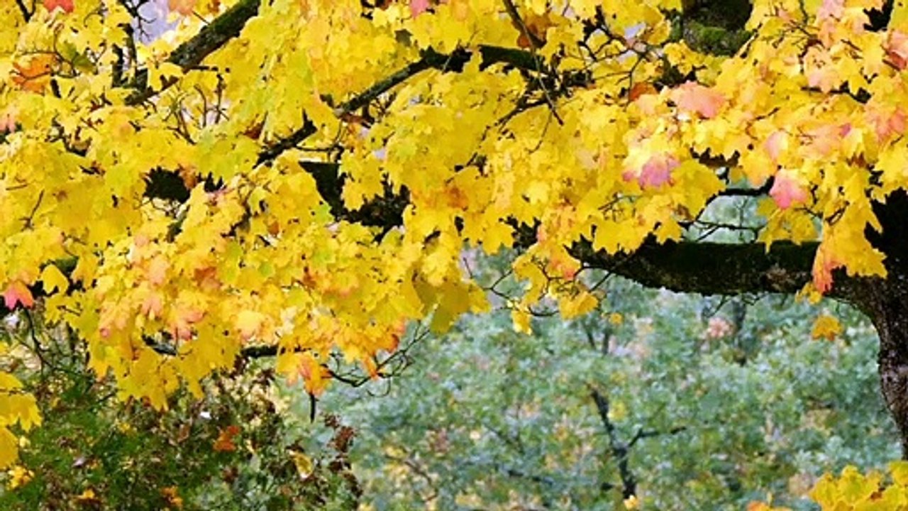 New status tone music song tone