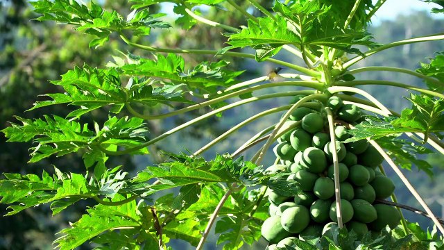 Mon beau village au Togo
