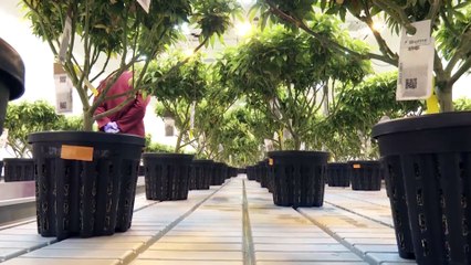 Βαλκανικό hub μαριχουάνας η Βόρεια Μακεδονία!