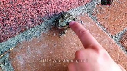 When Dark Souls Hidden Boss Appears- viral memes