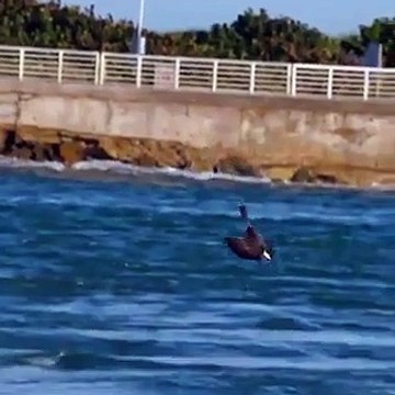 La technique de pêche de cet aigle est impressionnante