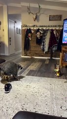 Pet Raccoon Stands Up to Statue