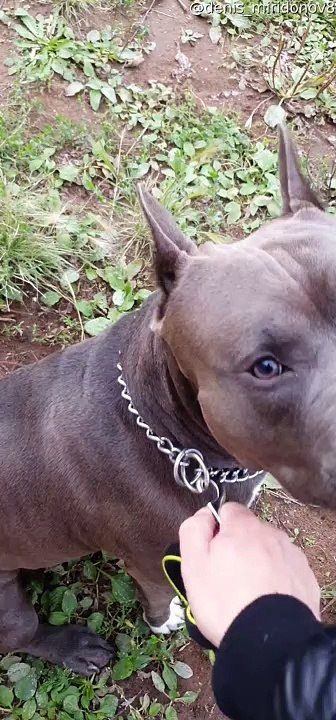 Excited Dog Runs on Two Legs