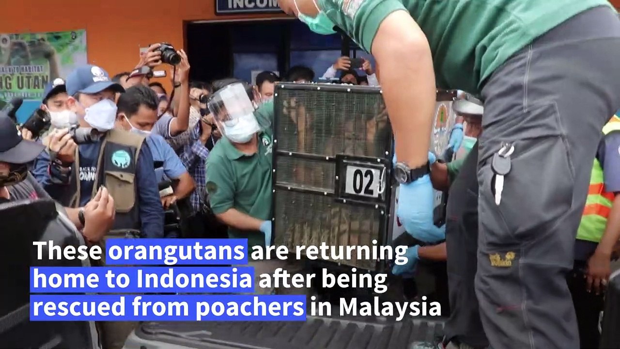 Smuggled orangutans arrive in Indonesia's Sumatra island
