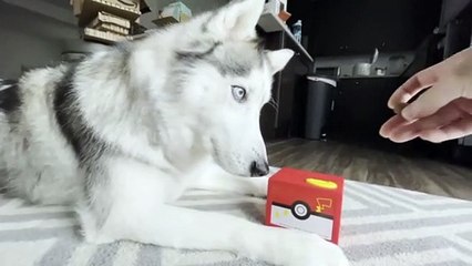 Husky Confused by Treat Stealing Toy