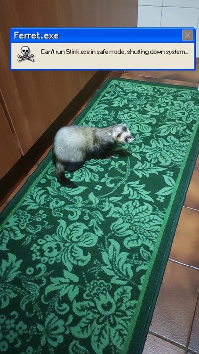 Broken Ferret - Ferret stopped working - Furetto Rotto - Furetto ha smesso di funzionare
