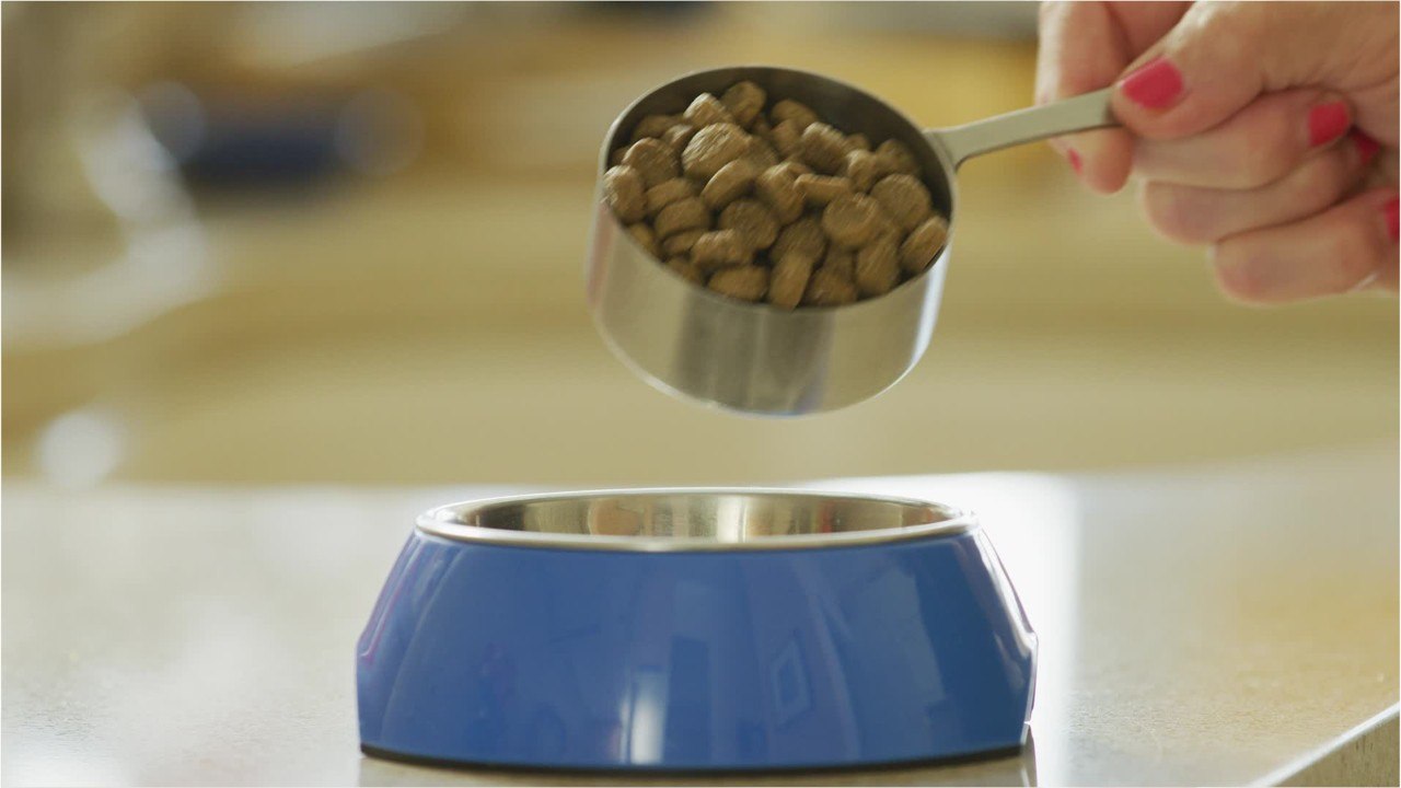 What's The Best Dog Food On The Market?