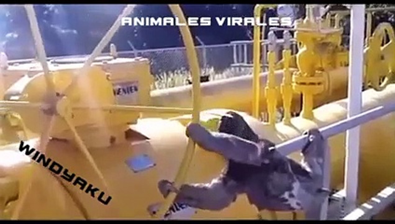animales trabajando 2021