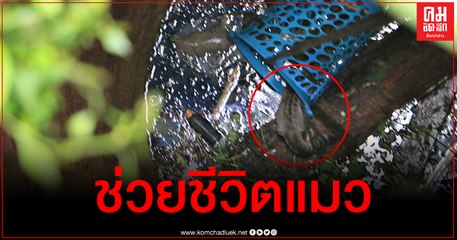 ลุ้นระทึก กู้ภัยช่วยชีวิตแมวพลัดตกบ่อน้ำร้างลึก 14 เมตร