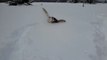 Dashing through the snow as a dog in a small path