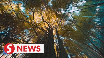 Golden ginkgo forest in Fujian, east China