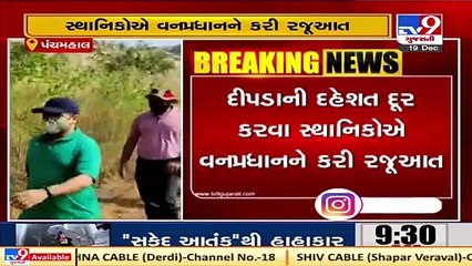 Panchmahal_ Villagers left terror-stricken after leopard attacked 7 people in 10 days in Ghoghamba