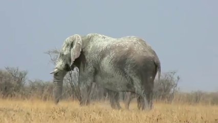 Big Big horney Elephant Walks to Cars in Safari Park