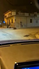 Andria: cinghiale a spasso in via Sgarantiello