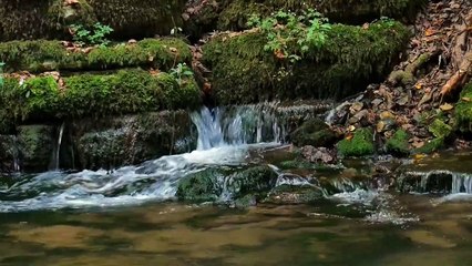 15 Minutes Relaxing Music, Zen Music, Calm Music, Stress Relief, Active meditation, Niki Petals