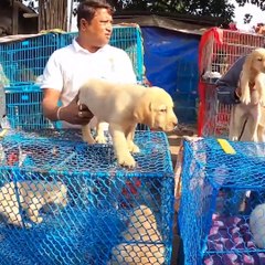 Street Pet Market in Kolkata, INDIA