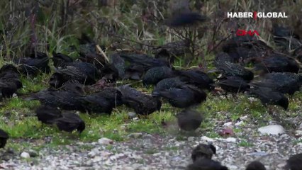 Sığırcık kuşlarının gökyüzündeki dansı büyüledi