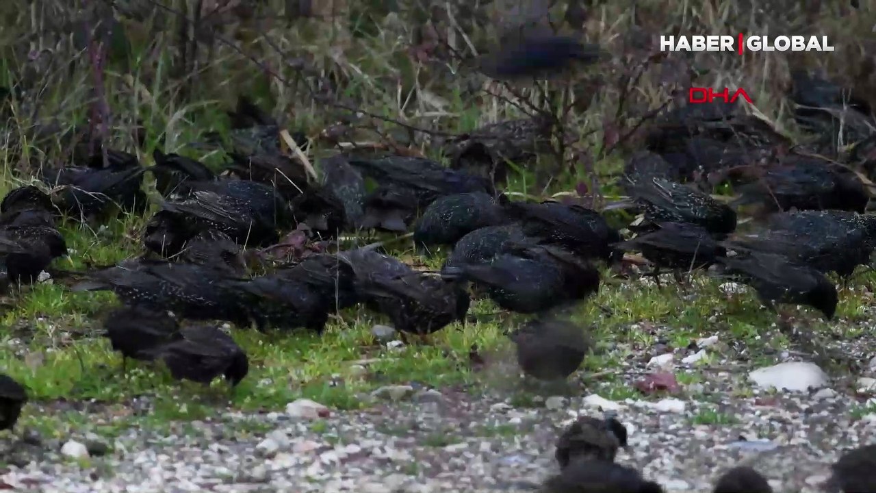 Sığırcık kuşlarının gökyüzündeki dansı büyüledi