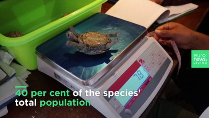 Why 2020 was a promising year for wildlife around the globe