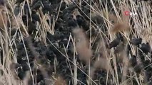 Sığırcık kuşlarından görsel şölen