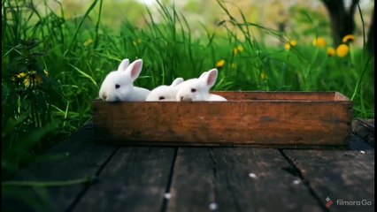 Relaxation with rabbit calm and Melody music
