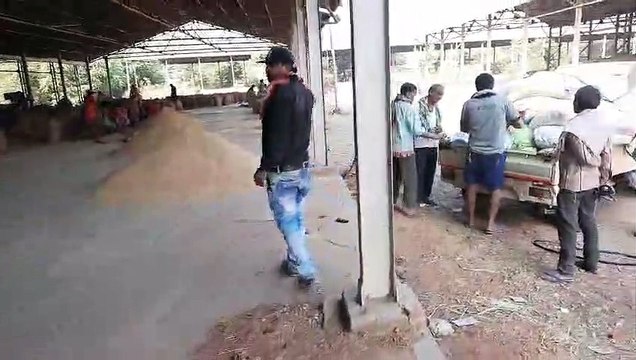 1 लाख 17 हजार 194 किसानों ने बेचा धान, 5 जिले के 513 खरीदी केंद्रों में 9 अरब की हुई खरीदी