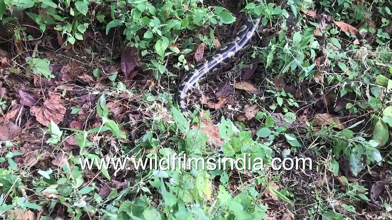 Giant Indian Rock Python lunges at camera man while sitting coiled
