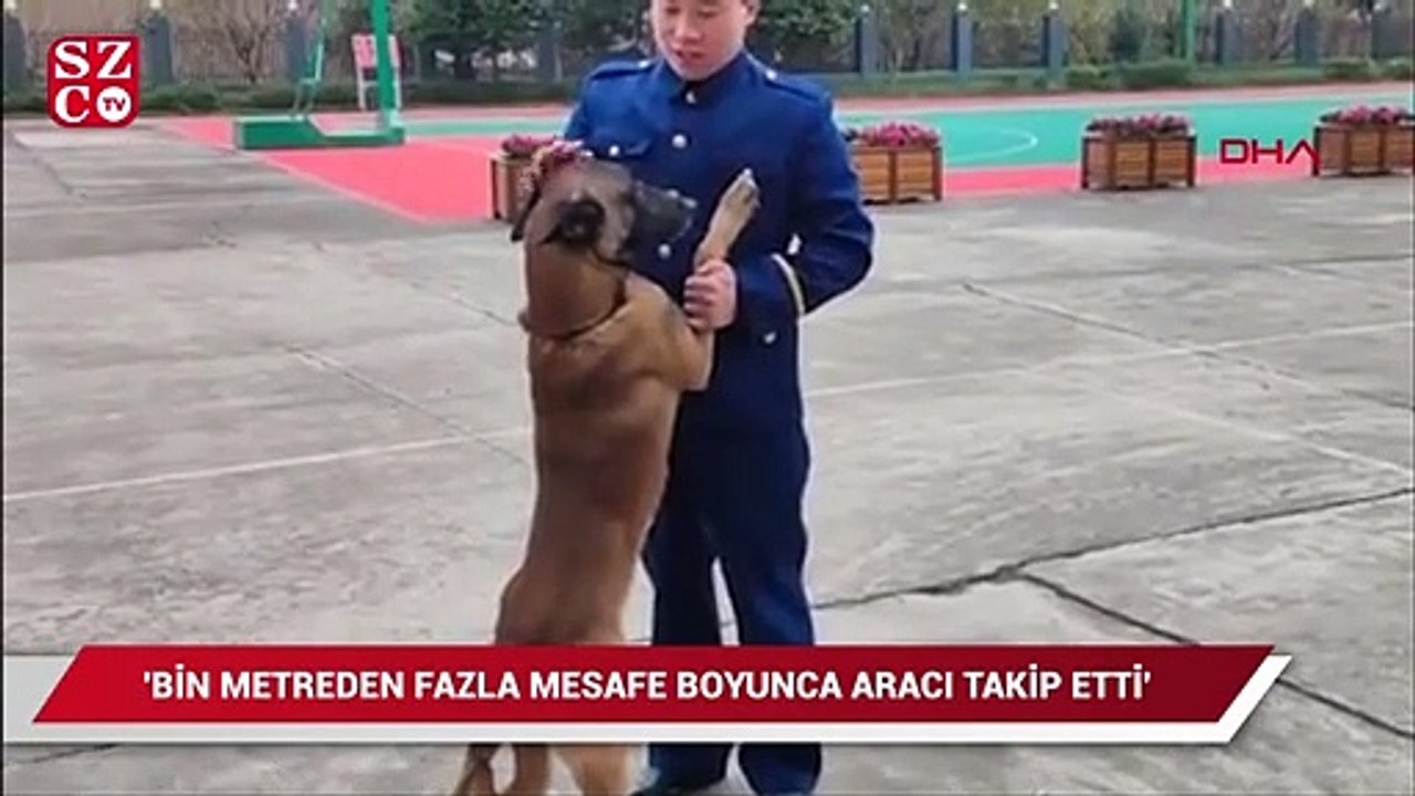 Çin'de arama köpeği, itfaiyeden emekli olan eğitimcisinin aracının peşini bırakmadı