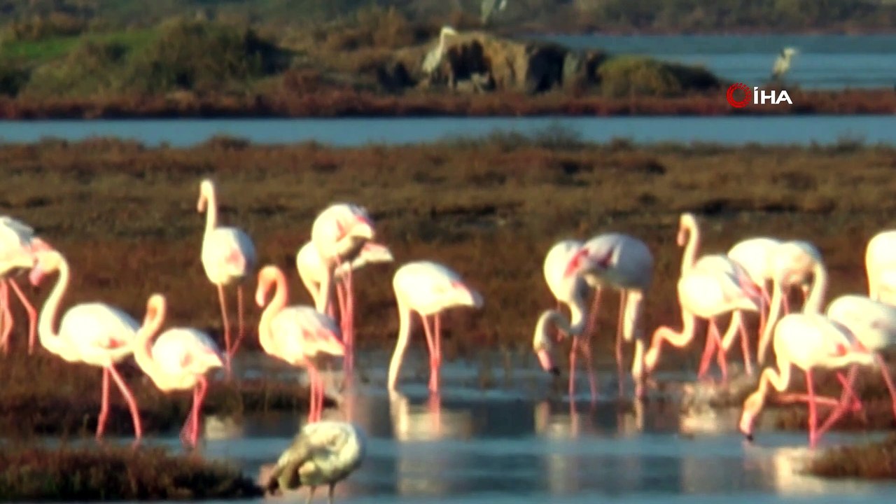 Flamingolar tuzla sulak alanına akın etti