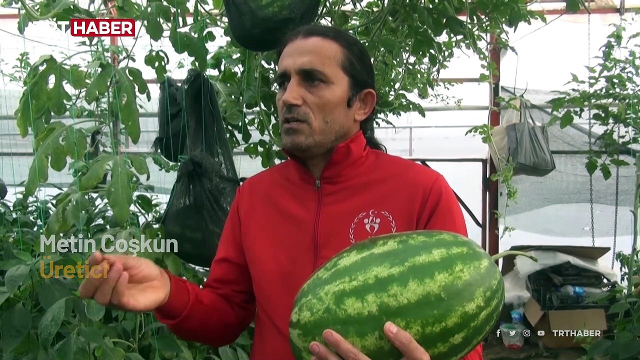 Seraya karpuz çekirdeklerini serpen üreticiye kış sürprizi
