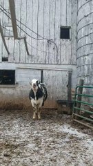 Cow Tries to Catch Snowflakes on Its Tongue