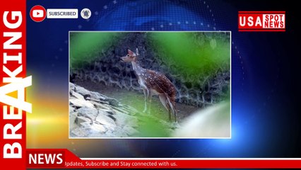 Canadian photographer shares photo of deer with arrow in head