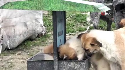 Esenyurt Belediyesi hayvan dostlarını unutmuyor