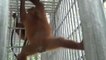 Regresan a casa dos Orangutanes hembra de Sumatra secuestradas durante más de tres años