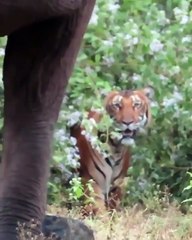 What&apos;s You See Expect Elephant? Find Before the Camera Zoom In