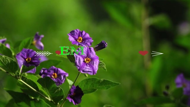 Relaxing Spring Music with Birds Singing!!Meditation Nature Music Birds of Spring!!Relaxing Music Mix Beautiful Piano