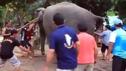 Hathi ko kabu krte dikhe kuch log