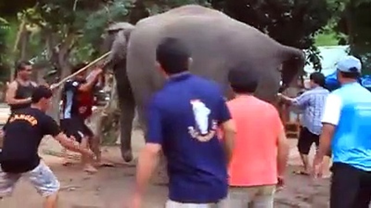 Hathi ko kabu krte dikhe kuch log