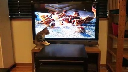 大画面モニターで猫専用動画を見た猫はこうなります…ｗ -cute cat-