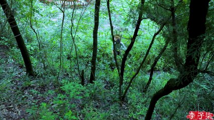 How to make a Chinese herbal tea?