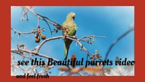 Beautiful parrots nature video and peace full music