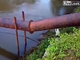 Ce chien échappe de peu à un crocodile