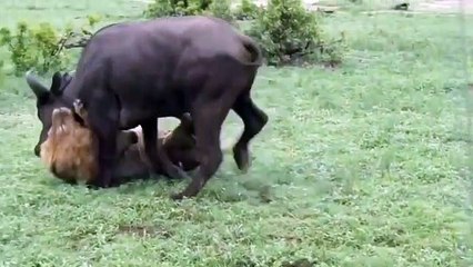 The real king of beasts