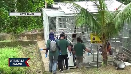Orang Utan Sumatera Dikembalikan ke Jambi