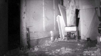 the playing and dancing mouse